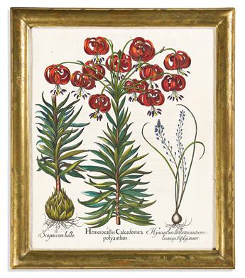 (BOTANICAL.) Basilus Besler. Group of 5 lovely hand-colored engraved plates from Hortus Eystettensis.